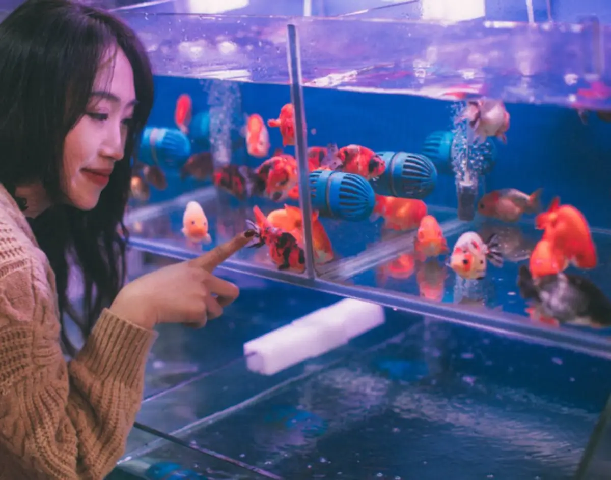 Monitor Your Home Aquarium As The Season Changes