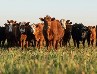 We Can’t Afford To Forget the Animals: The Case For Cultivated Meat
