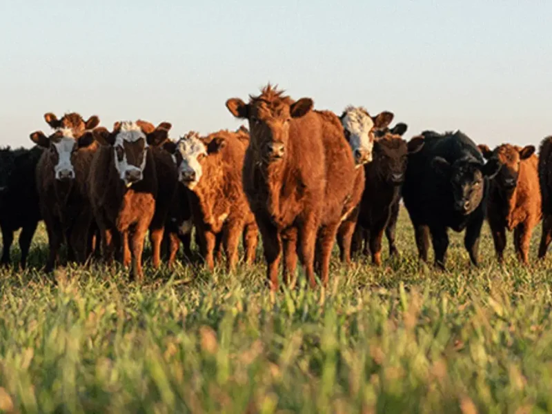 We Can’t Afford To Forget the Animals: The Case For Cultivated Meat