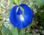 Algae, Flower, Mineral-Based Food Dyes Are Ok Says FDA