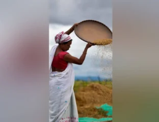 India Set For Record Rice And Wheat Harvests