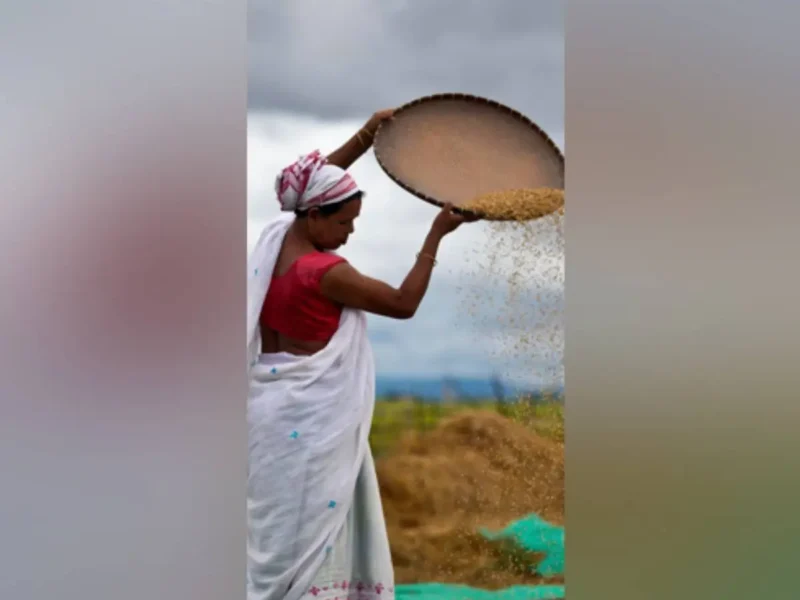 India Set For Record Rice And Wheat Harvests