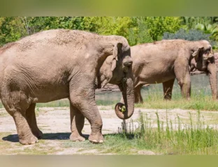 LA Zoo To Shut Down Elephant Enclosure After Years Of Protests