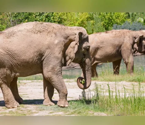 LA Zoo To Shut Down Elephant Enclosure After Years Of Protests