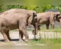 LA Zoo To Shut Down Elephant Enclosure After Years Of Protests