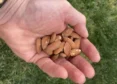 A Handful Of Hope: Daily Almonds Show Healthy Promise
