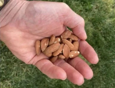 A Handful Of Hope: Daily Almonds Show Healthy Promise