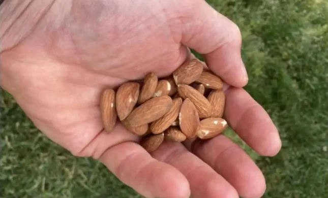 A Handful Of Hope: Daily Almonds Show Healthy Promise