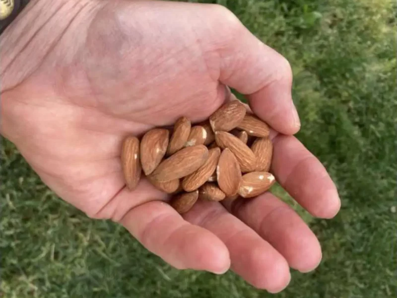 A Handful Of Hope: Daily Almonds Show Healthy Promise