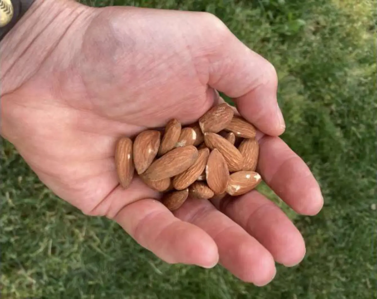 A Handful Of Hope: Daily Almonds Show Healthy Promise