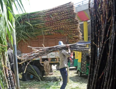 After Dry Spell, India's Sugar Industry Poised For Sweet Surplus