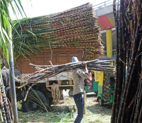 After Dry Spell, India's Sugar Industry Poised For Sweet Surplus