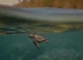 Indian Documentary ‘Turtle Walker’ To Screen At UN's Ocean Conference