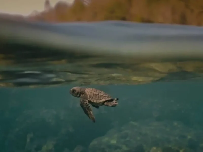 Indian Documentary ‘Turtle Walker’ To Screen At UN's Ocean Conference