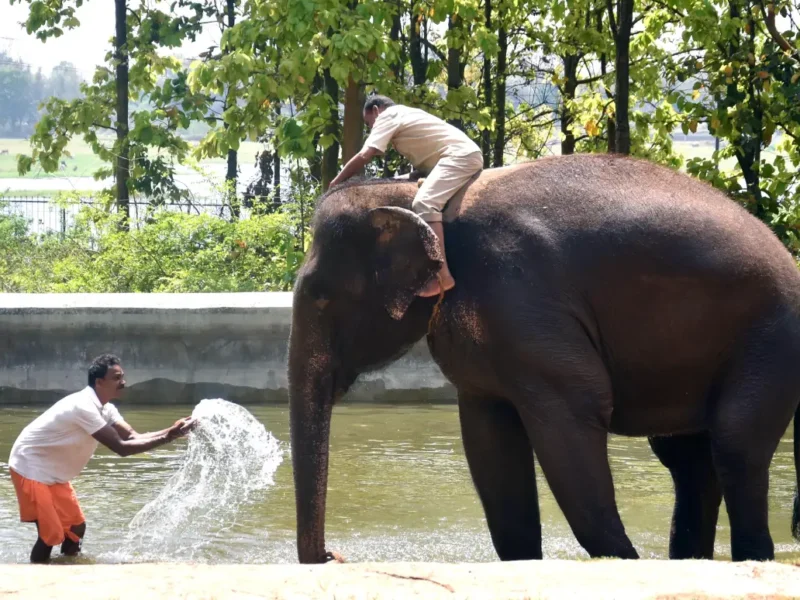 Indian Elephant Handlers Begin Advanced Training In Thailand