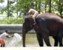 Indian Elephant Handlers Begin Advanced Training In Thailand