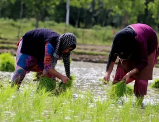 India’s Rice, Wheat Stockpile Swells, Evaporating Import Worries