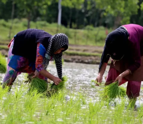 India’s Rice, Wheat Stockpile Swells, Evaporating Import Worries