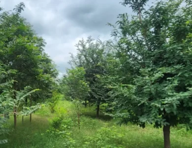 Ayodhya Goes Green: Climate Action Takes Root In India’s Temple City