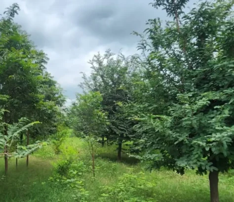 Ayodhya Goes Green: Climate Action Takes Root In India’s Temple City