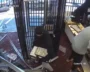 California Jewelers Rocked By Brazen Daytime Smash‑and‑Grab Gangs