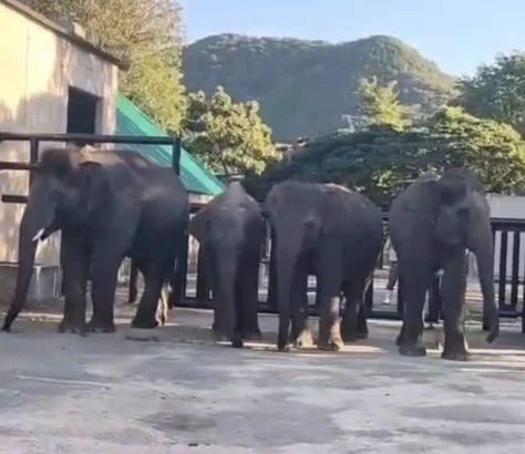 Four Elephants Embark On Remarkable Journey From Bengaluru To Japan