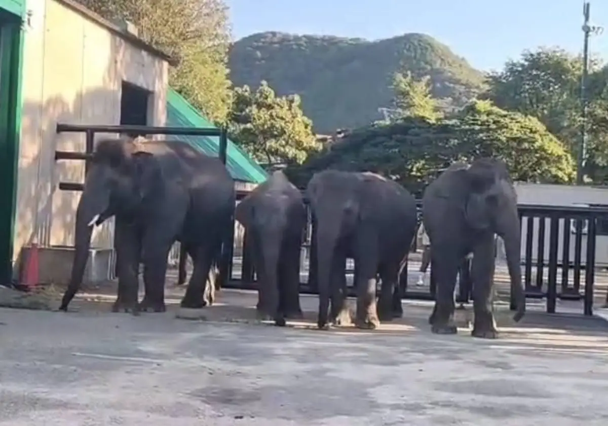 Four Elephants Embark On Remarkable Journey From Bengaluru To Japan