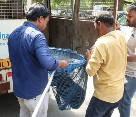 India Has A Dangerous Stray Dog Epidemic