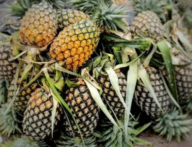Pineapple Dreams - Tripura Bets On Its Queen To Go Global