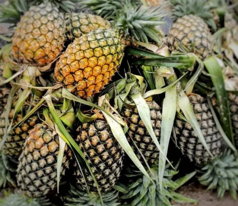Pineapple Dreams - Tripura Bets On Its Queen To Go Global
