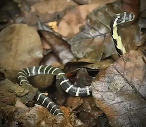 Andhra Pradesh Launches King Cobra Sanctuary Plan