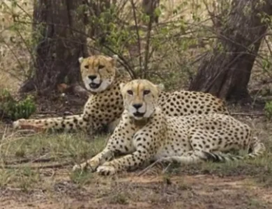 Cheetah’s 130-Km Run Across State Lines Tests India’s Wildlife Corridor