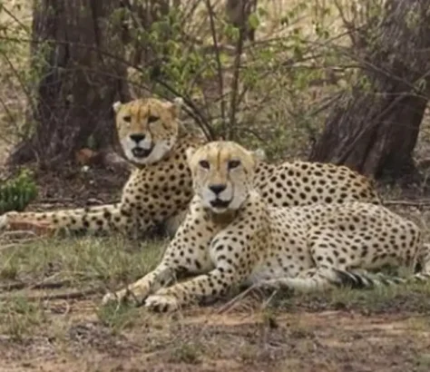 Cheetah’s 130-Km Run Across State Lines Tests India’s Wildlife Corridor