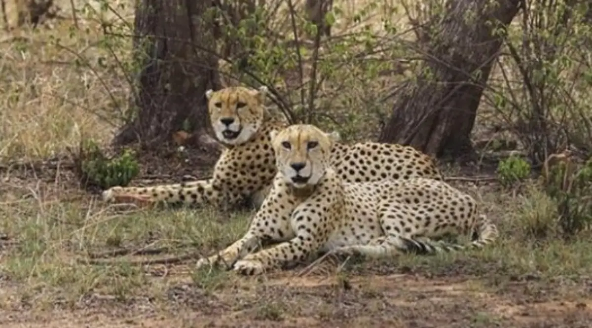 Cheetah’s 130-Km Run Across State Lines Tests India’s Wildlife Corridor