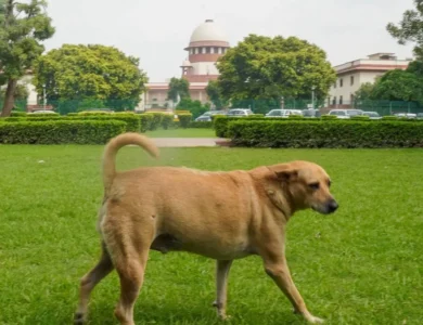 Court Modifies Stray Dog Order, Prohibits Public Feeding
