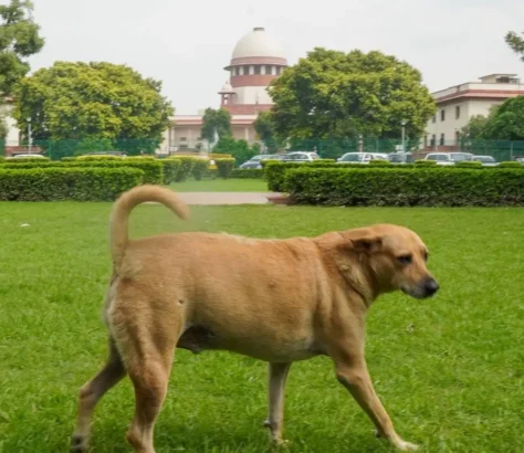 Court Modifies Stray Dog Order, Prohibits Public Feeding