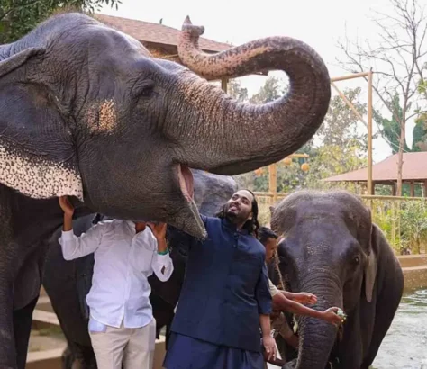 India’s Top Court Orders Probe Into Anant Ambani's Wildlife Center