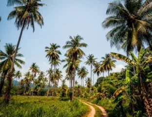 Weather Woes, Rising Demand Making Coconut Oil A Luxury Item
