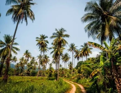 Weather Woes, Rising Demand Making Coconut Oil A Luxury Item