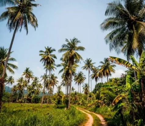 Weather Woes, Rising Demand Making Coconut Oil A Luxury Item