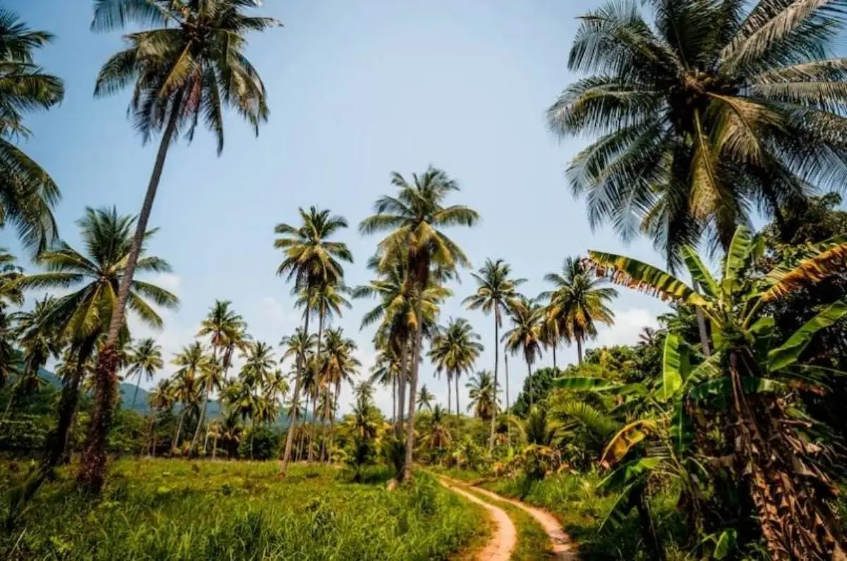 Weather Woes, Rising Demand Making Coconut Oil A Luxury Item