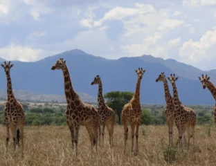 Not All Giraffes Are The Same: There Are Four Distinct Species