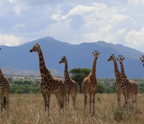 Not All Giraffes Are The Same: There Are Four Distinct Species
