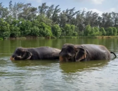 Vantara In Jamnagar Earns US-Based Global Humane Conservation Certification