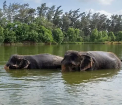 Vantara In Jamnagar Earns US-Based Global Humane Conservation Certification