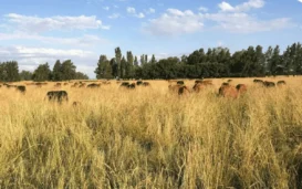 Singapore Turns To California’s Boomitra For Soil Carbon Credits