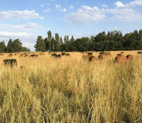 Singapore Turns To California’s Boomitra For Soil Carbon Credits