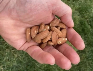 Small Nut, Big Benefits: Eat Those Almonds