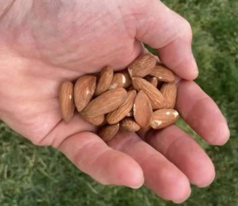 Small Nut, Big Benefits: Eat Those Almonds