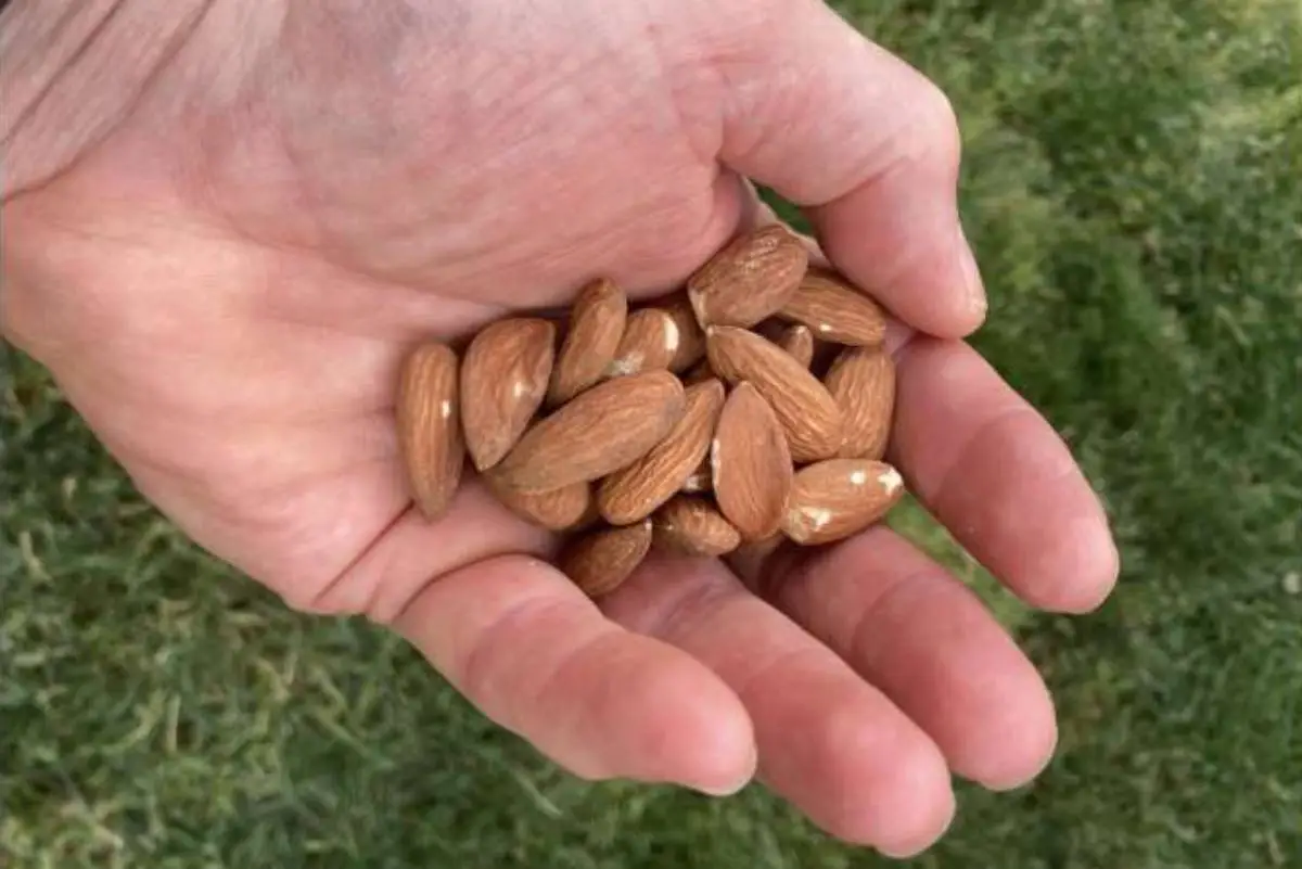 Small Nut, Big Benefits: Eat Those Almonds